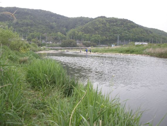 하류쪽을 보니 몇사람 철수합니다...붕어뛰는 쪽을 향해