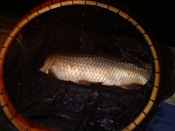 나오긴 무진장 잘 나옵니다 . . .잉잉잉향~잉잉잉가끔 토종붕어  -_-;
