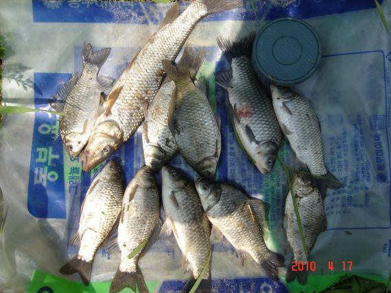 100마리 정도 되드만 사진찍을라카이 퍼득~~퍼득 다 도망가더라구요...정말입니다.케케~~