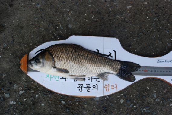 38.5........제게 이런행운이~^^