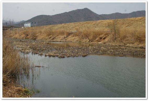 화제 배수장부근의 수초지대에 산란을위해 봄 붕어들이 자리를합니다