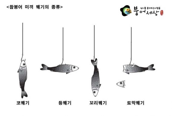 참붕어도 대물이 잘 낚인다